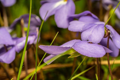 Close-up of purple crocus flowers growing on field