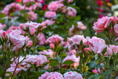 Close-up of pink roses