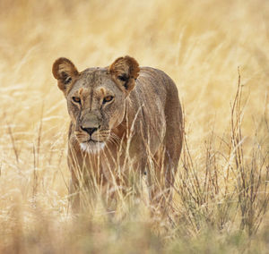 Portrait of cat lying on grass