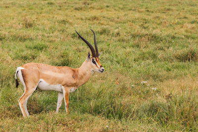 Portrait of impala antelope on field