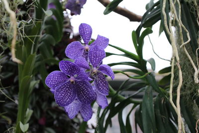 Close-up of purple flowers