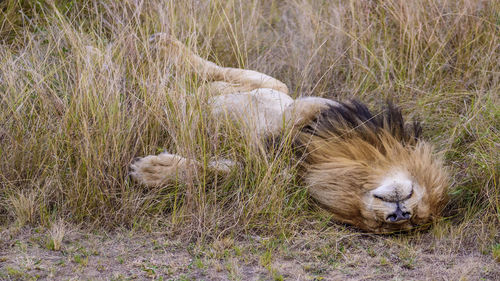 Close-up of lion