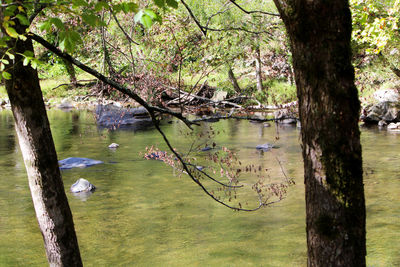 Scenic view of lake by trees