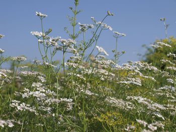 Close-up of flowering plants during winter