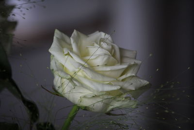 Close-up of white rose blooming outdoors