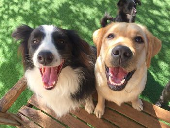 High angle portrait of dogs on bench