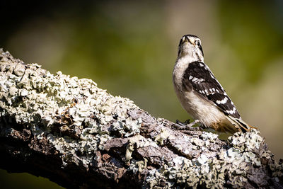 Close-up of bird perching on rock
