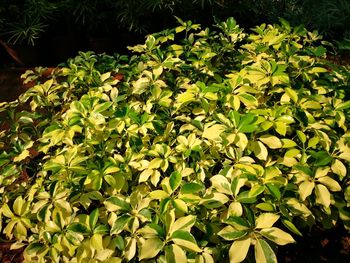 Close-up of fresh green tree