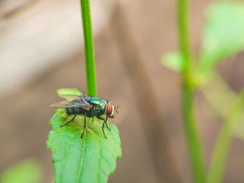 Close-up of insect on plant