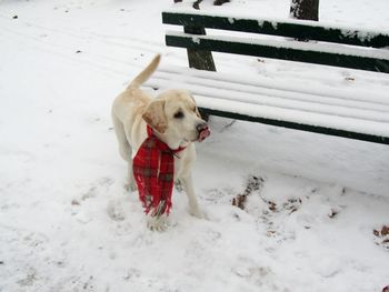 Dog standing on snow