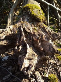 Close-up of roots on tree trunk