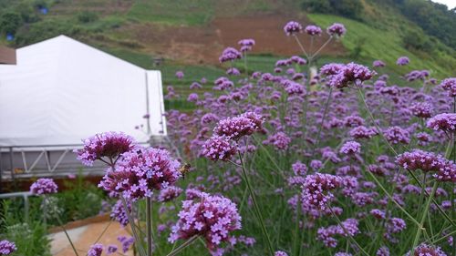 Close-up of pink flowering plants