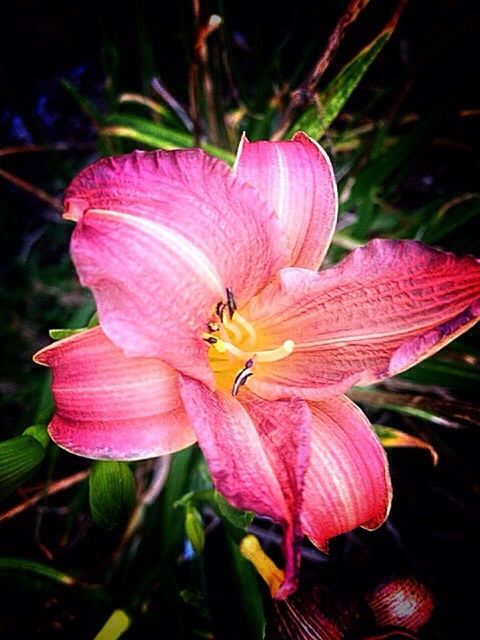 flower, petal, freshness, flower head, pink color, fragility, close-up, growth, stamen, beauty in nature, single flower, pollen, nature, pink, blooming, in bloom, blossom, plant, focus on foreground, hibiscus