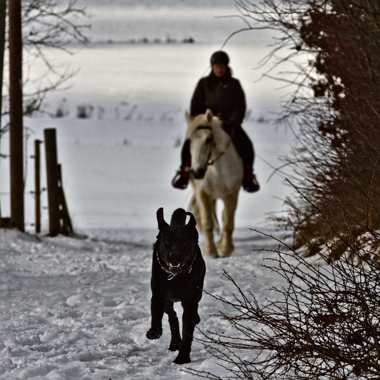 DOG ON SNOW