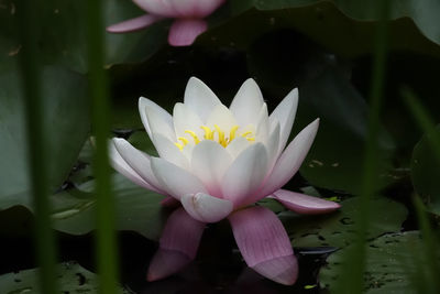 Close-up of lotus water lily in pond