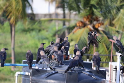 Group of black crows in the nature ,group of black crows in the nature .