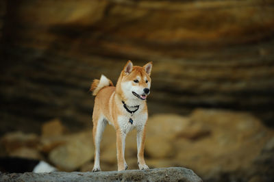 Shiba inu on rock