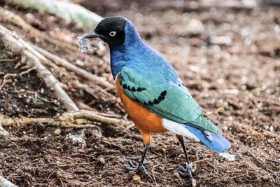 Close-up of bird perching on field