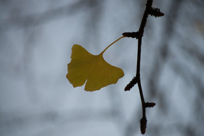 Close-up of wilted plant