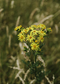 Close-up of yellow flowering plant on field