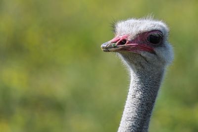 Close-up portrait of ostrich