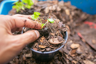 Cropped hand of person gardening