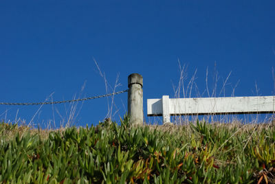 Low angle view of plants on field against clear blue sky