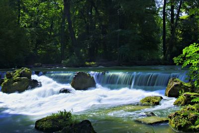 River flowing through forest