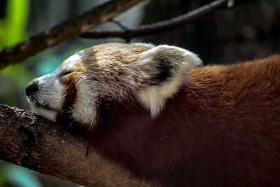 Close-up of an animal sleeping on wood