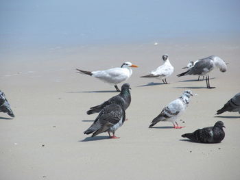 Seagulls on beach against sky