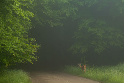 Scenic view of forest