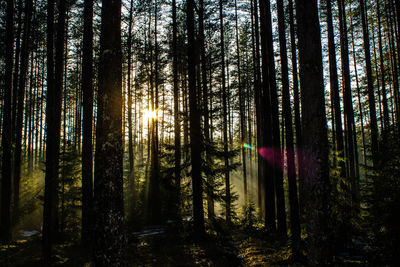 Sunlight streaming through trees in forest