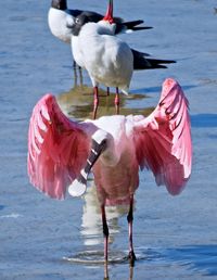 Roseate spoonbill wading in lake with black-headed gulls in background