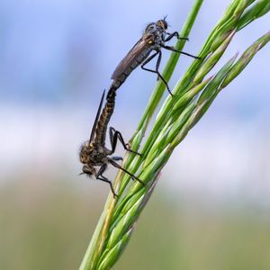 Robber fly mating