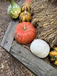 High angle view of pumpkin on table