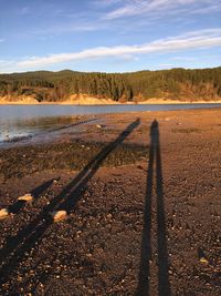 Panoramic view of a lake with trees background