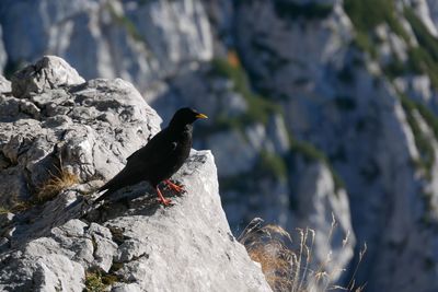 Close-up of bird perching on rock