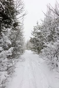 Bare trees on snow covered landscape