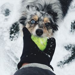 Portrait of dog on snow