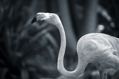 Close-up of swan on lake