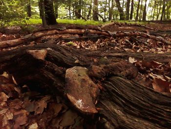 View of tree trunk in forest