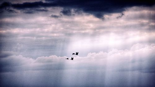 Airplane flying in sky