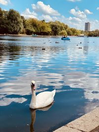 Swan swimming in lake hyde park