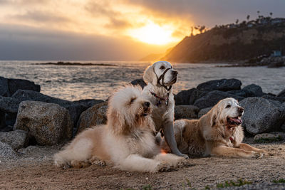 View of dogs on beach against sky during sunset