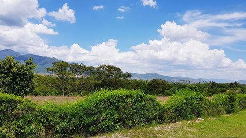 Scenic view of field against sky
