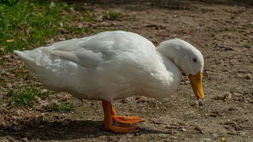 Close-up of duck on field