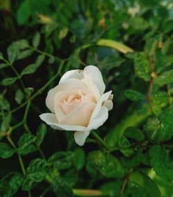 Close-up of white rose