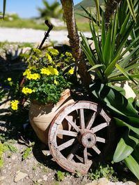 Close-up of potted plant on field