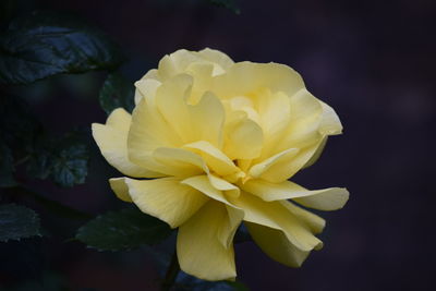 Close-up of yellow flower