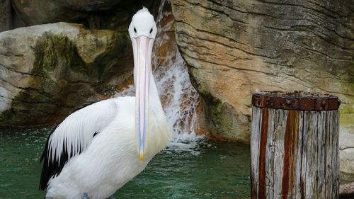 Close-up of pelican against waterfall